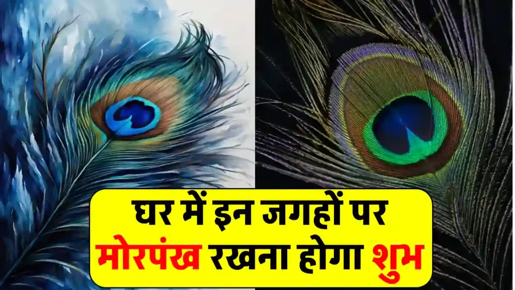 घर में इन 4 जगहों पर रखें मोरपंख, मिलने लगेगी तरक्की बदल जाएगा भाग्य